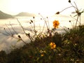 Loei cosmos flower bloom blossom Ã Â¹â¬Ã Â¸Â¥Ã Â¸Â¢ Ã Â¸âÃ Â¸Â°Ã Â¹â¬Ã Â¸Â¥Ã Â¸Â«Ã Â¸Â¡Ã Â¸Â­Ã Â¸Â Ã Â¸Â Ã Â¸Â¹Ã Â¸âÃ Â¸Â­Ã Â¸Â Ã Â¹â¬Ã Â¸Å Ã Â¸ÂµÃ Â¸Â¢Ã Â¸â¡Ã Â¸âÃ Â¸Â²Ã Â¸â¢